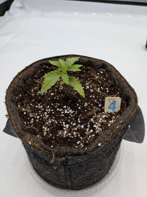 Clementine Slush #4. Week 2 - Week 3 - Day 16 - I Think She Is Recovering!