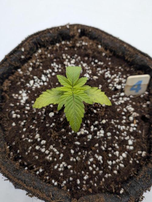 Clementine Slush #4. Week 2 - Week 2 - Day 14 - Post-Transplant Stress