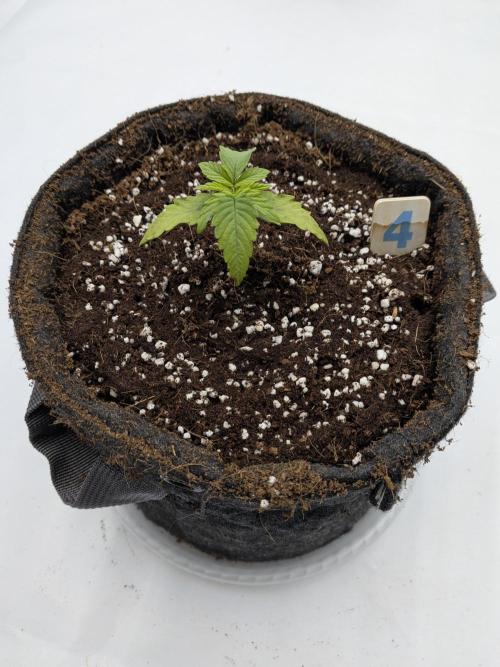 Clementine Slush #4. Week 2 - Week 2 - Day 14 - Post-Transplant Stress