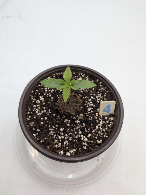Clementine Slush #4. Week 2 - Week 2 - Day 10: Pre-Transplant, she looked alright...