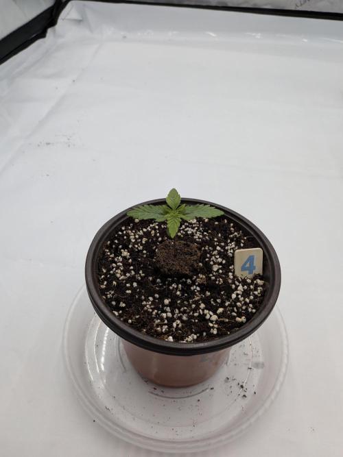 Clementine Slush. Week 2