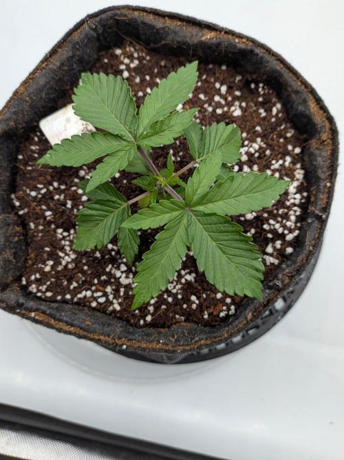 Clementine Slush #5. Week 3 - Week 4 - Day 22: A Fun Experiment with Topping Super Early! 