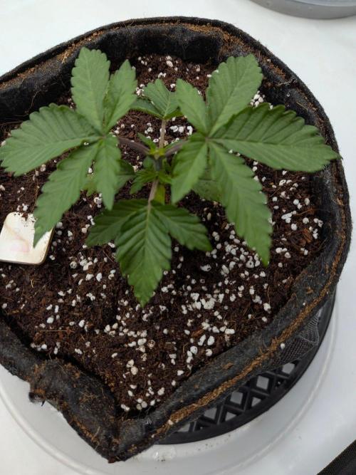 Clementine Slush #5. Week 3 - Week 4 - Day 22: A Fun Experiment with Topping Super Early! 