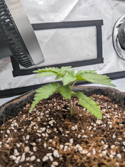 Clementine Slush #5. Week 3 - Week 3 - Day 20: Topping Super Early, Let's See What Happens?