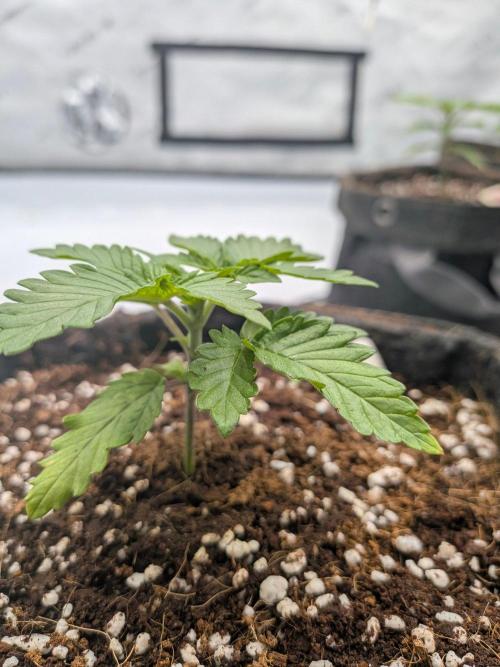 Clementine Slush #5. Week 3 - Week 3 - Day 20: Topping Super Early, Let's See What Happens?