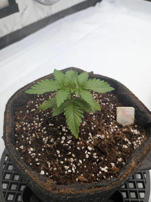 Clementine Slush #5. Week 3 - Week 3 - Day 20: Pre-Top, Topping Super Early, Let's See What Happens?