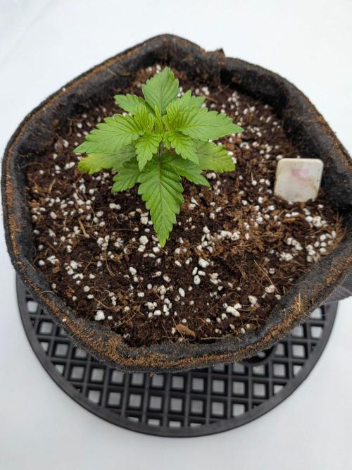 Clementine Slush #5. Week 3 - Week 3 - Day 19: New Growth Looks Strong