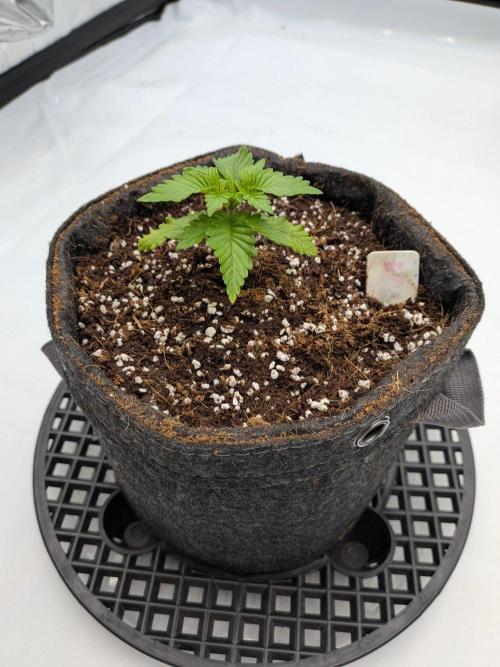 Clementine Slush #5. Week 3 - Week 3 - Day 19: New Growth Looks Strong