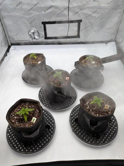 Clementine Slush #5. Week 3 - Week 3 - Day 17: Recovery Back on Track