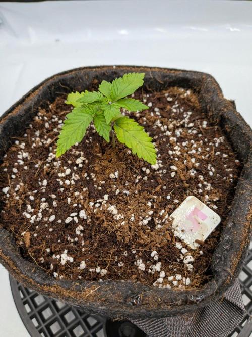 Clementine Slush #5. Week 3 - Week 3 - Day 17: Recovery Back on Track