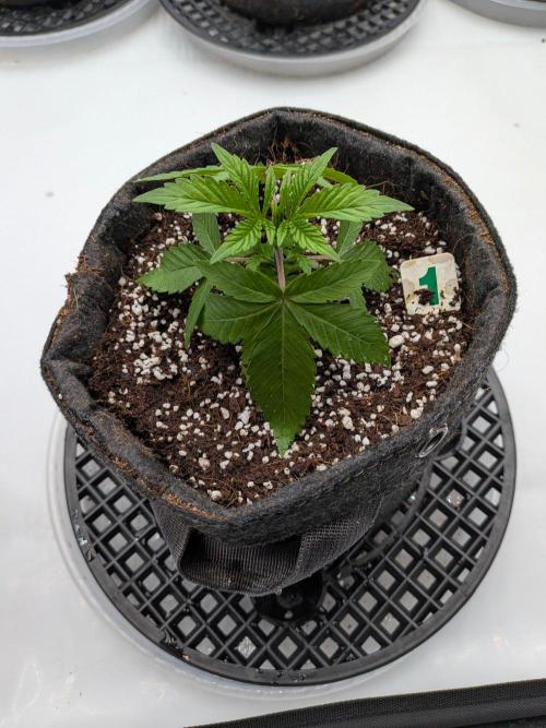 Clementine Slush #1. Week 3 - Week 4 - Day 22: Back in Action
