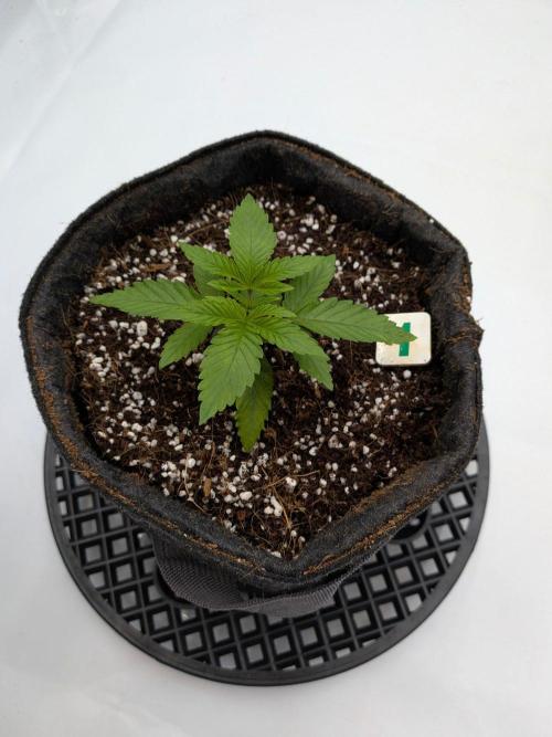 Clementine Slush #1. Week 3 - Week 3 - Day 19: Root Zone Engaged