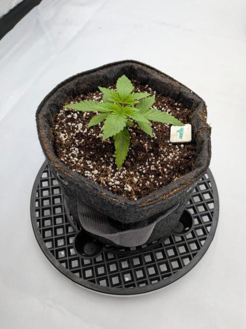 Clementine Slush #1. Week 3 - Week 3 - Day 19: Root Zone Engaged