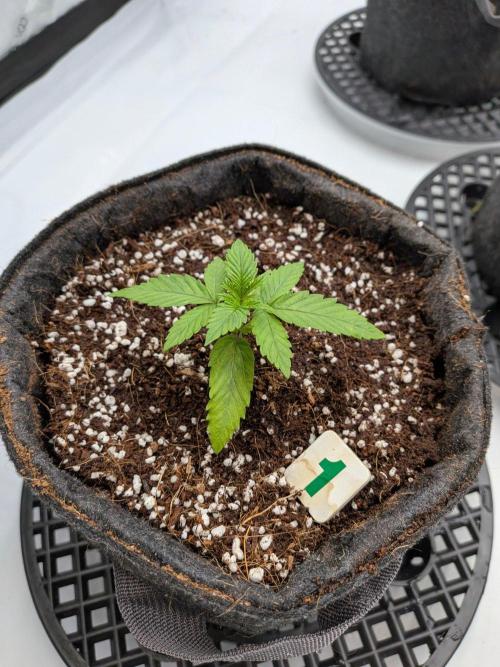 Clementine Slush #1. Week 3 - Week 3 - Day 17: New Growth Looking Better