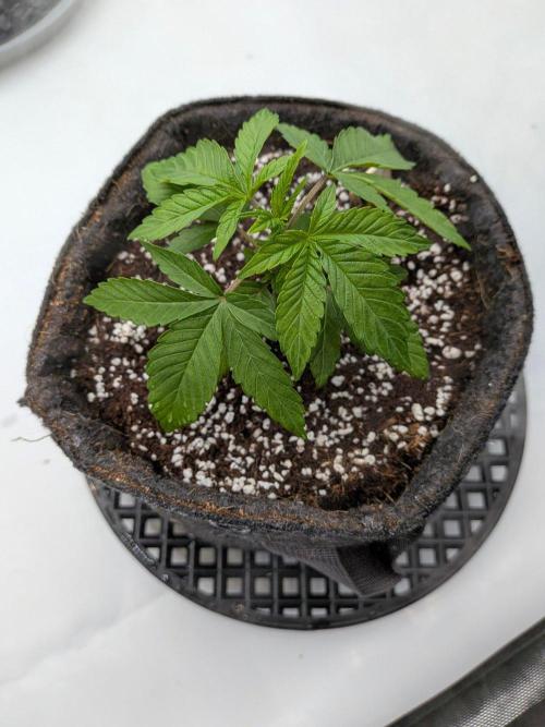 Clementine Slush #2. Week 3 - Week 4 - Day 22: Nice Fan Leaves, Soak Up Some Light!