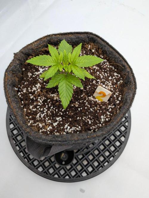 Clementine Slush #2. Week 3 - Week 3 - Day 19: Root Zone Engaged, Whew!