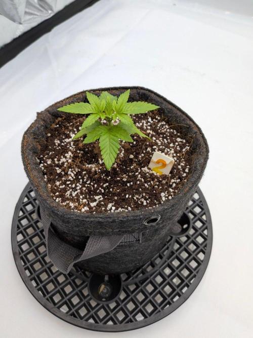 Clementine Slush #2. Week 3 - Week 3 - Day 19: Root Zone Engaged, Whew!