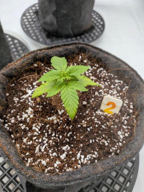 Clementine Slush #2. Week 3 - Week 3 - Day 17: Better New Growth