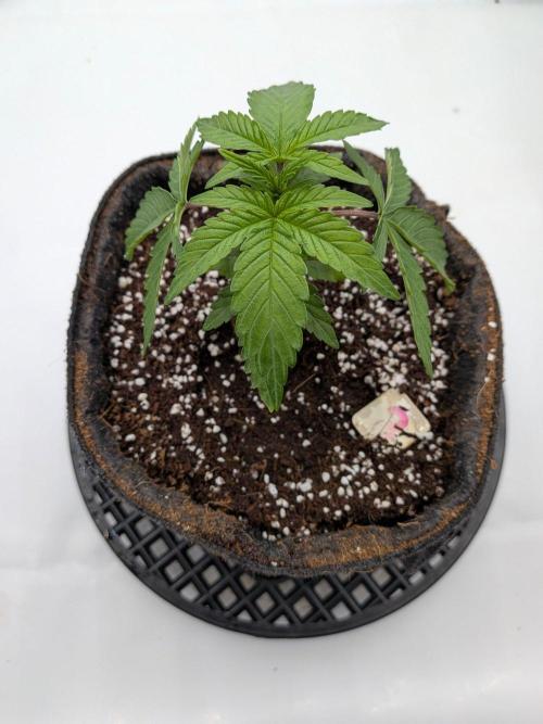 Clementine Slush #3. Week 3 - Week 4 - Day 22: Leafs Look Heavy, She is Drinking
