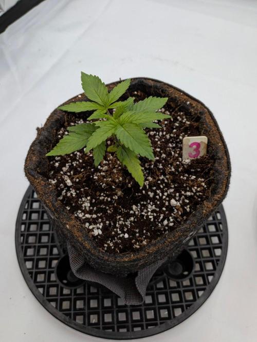 Clementine Slush #3. Week 3 - Week 3 - Day 20: Back in Action