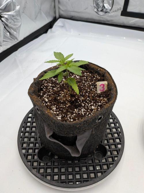 Clementine Slush #3. Week 3 - Week 3 - Day 20: Back in Action