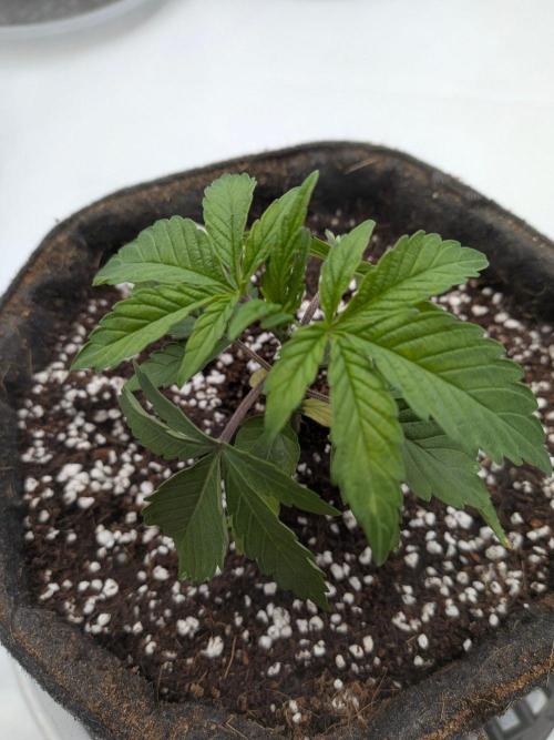 Clementine Slush #4. Week 3 - Week 4 - Day 22: She's the Smallest of the Bunch