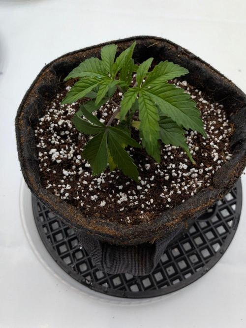 Clementine Slush #4. Week 3 - Week 4 - Day 22: She's the Smallest of the Bunch