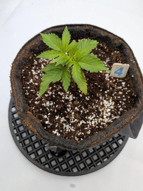 Clementine Slush #4. Week 3 - Week 3 - Day 20: Back in Action