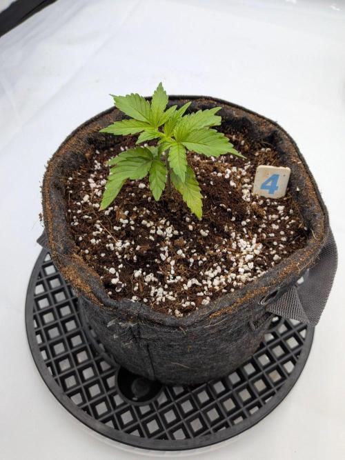 Clementine Slush #4. Week 3 - Week 3 - Day 20: Back in Action