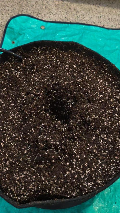 White Widow CBD Auto #1. Week 0 - Ready Hole with Mykos!