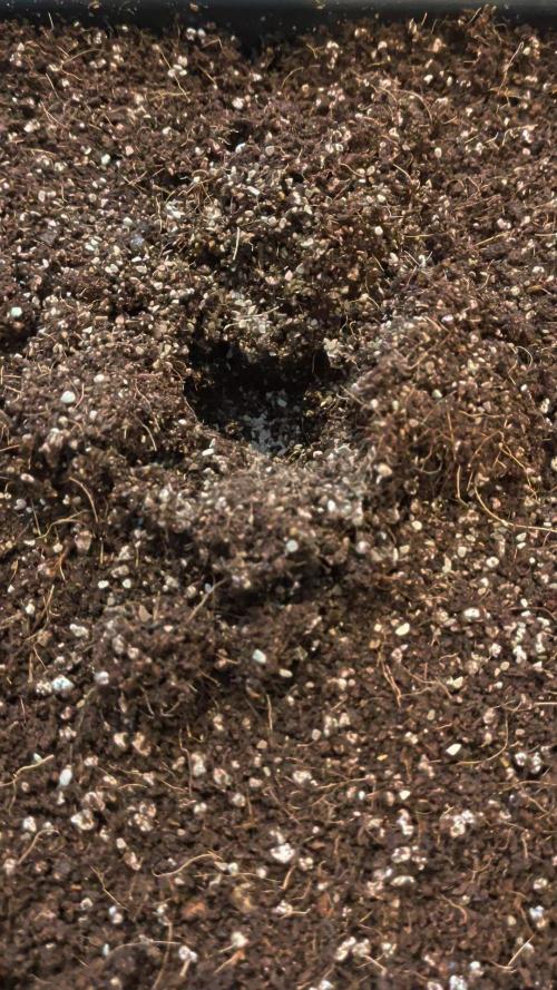 White Widow CBD Auto #1. Week 0 - Ready Hole with Mykos!