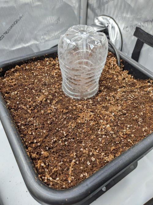 White Widow CBD Auto #1. Week 0 - I Use a Dome Until I see a Sprout