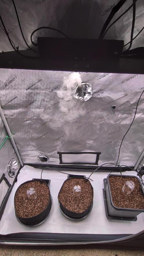 White Widow CBD Auto #2. Week 0 - Only 2 of Three Potted