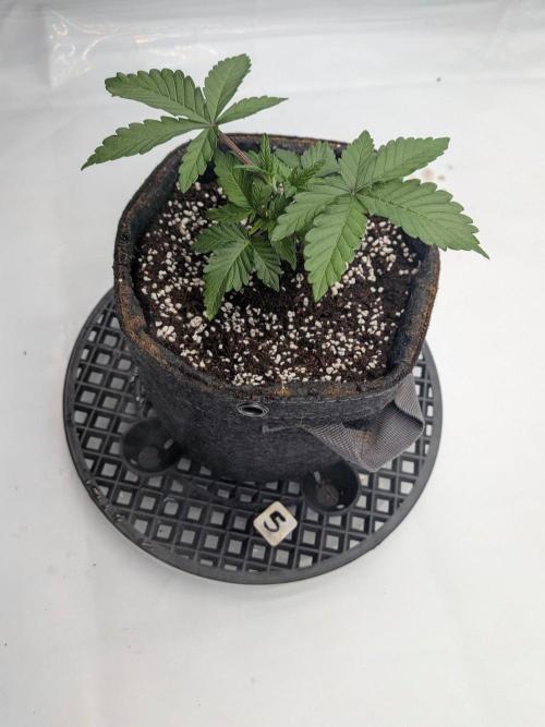 Clementine Slush #5. Week 4 - Week 4 - Day 26 - Interesting Shape on Experiment