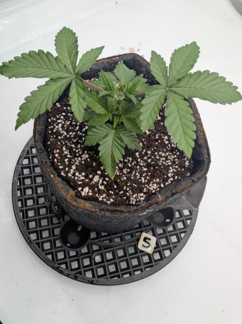 Clementine Slush #5. Week 4 - Week 4 - Day 26 - She is Happy, Might Now Top Super Early!
