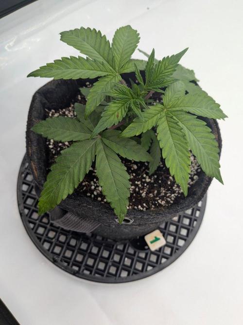 Clementine Slush #1. Week 4 - Week 4 - Day 26 - She is Happy! 