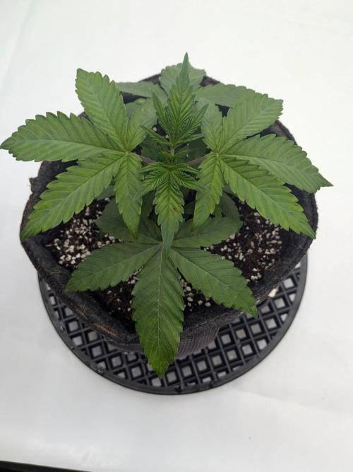 Clementine Slush #1. Week 4 - Week 4 - Day 26 - Not Quite as Ready To Top As the Others