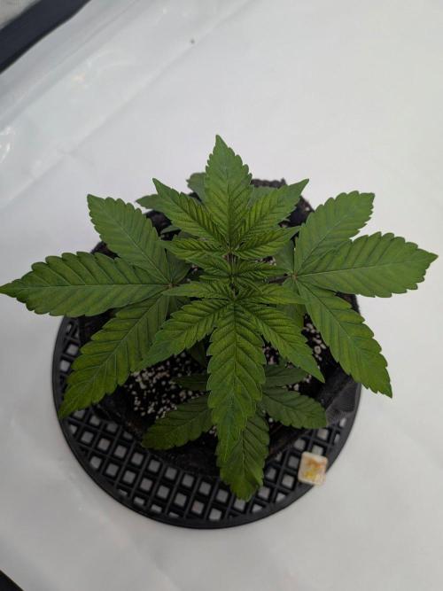 Clementine Slush #2. Week 4 - Week 4 - Day 26 - She Is Ready for Topping!