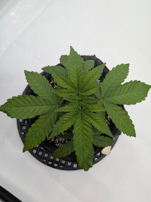 Clementine Slush #2. Week 4 - Week 4 - Day 26 - She Is Ready for Topping!