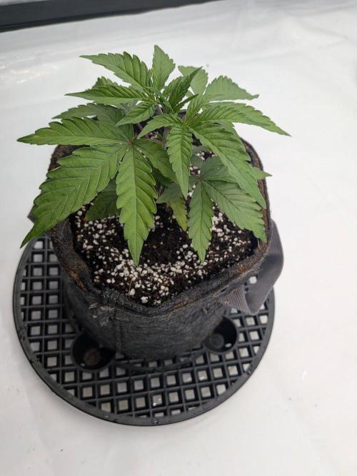 Clementine Slush. Week 4