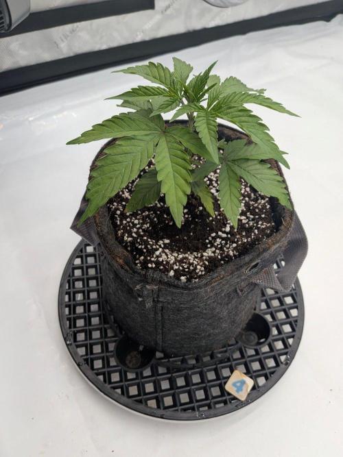 Clementine Slush #4. Week 4 - Week 4 - Day 26 - A Bit of Droop and Discoloration, but Strong