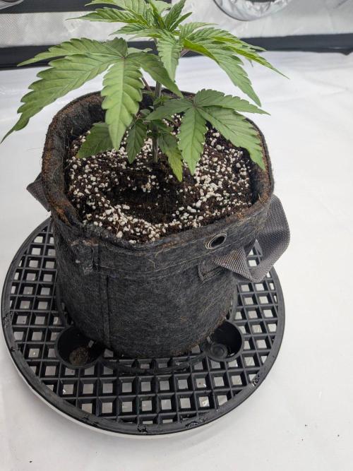 Clementine Slush #4. Week 4 - Week 4 - Day 26 - A Bit of Droop and Discoloration, but Strong
