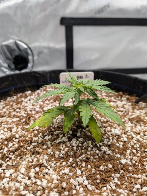 White Widow CBD Auto #1. Week 2 - She started to develop a bit, but not enough to warrant months of energy.