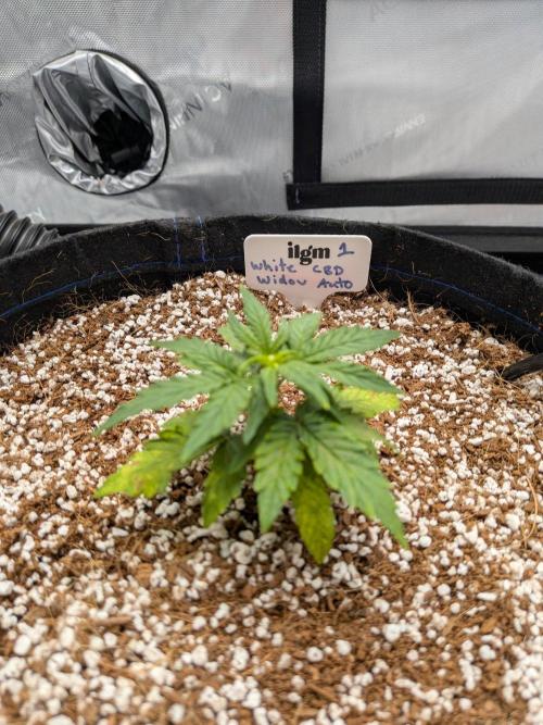 White Widow CBD Auto #1. Week 2 - She started to develop a bit, but not enough to warrant months of energy.