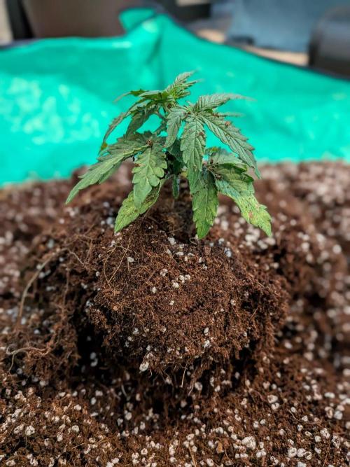 White Widow CBD Auto #1. Week 2 - Some roots where there, but after 18 days, just not there