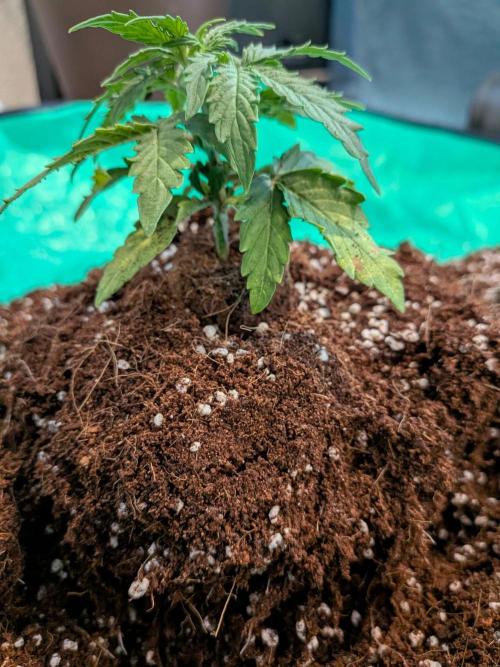 White Widow CBD Auto #1. Week 2 - Some roots where there, but after 18 days, just not there