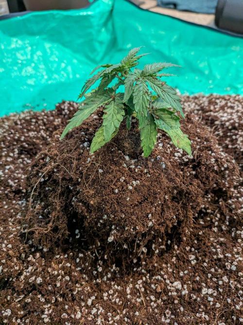 White Widow CBD Auto #1. Week 2 - Some roots where there, but after 18 days, just not there