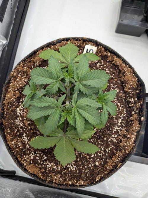 Clementine Slush #5. Week 5 - Week 5 - Day 34 - 3 Days after transplant and she is loving life