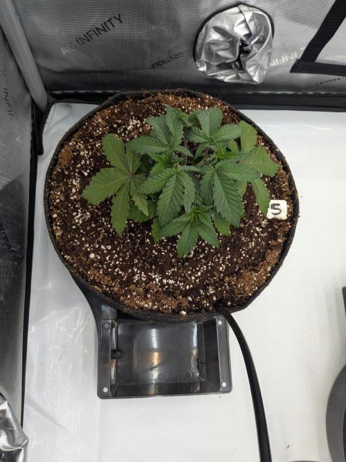 Clementine Slush #5. Week 5 - Week 5 - Day 34 - 3 Days after transplant and she is loving life