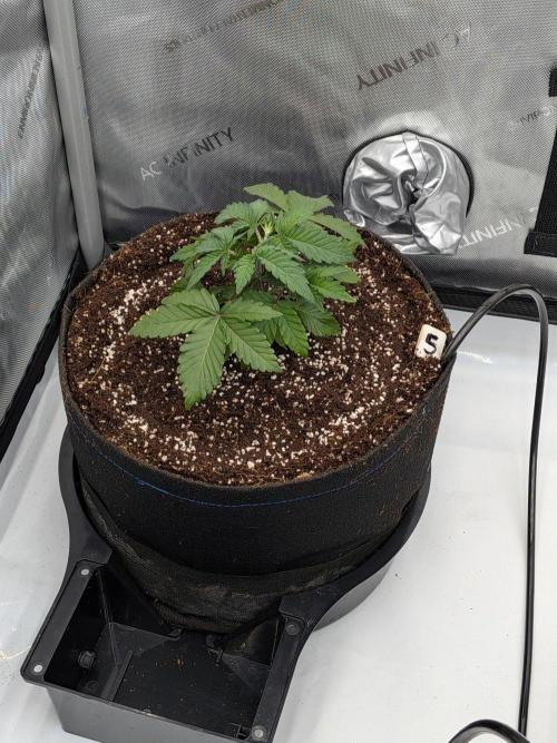 Clementine Slush #5. Week 5 - Week 5 - Day 31 - Transplanted and Watered in